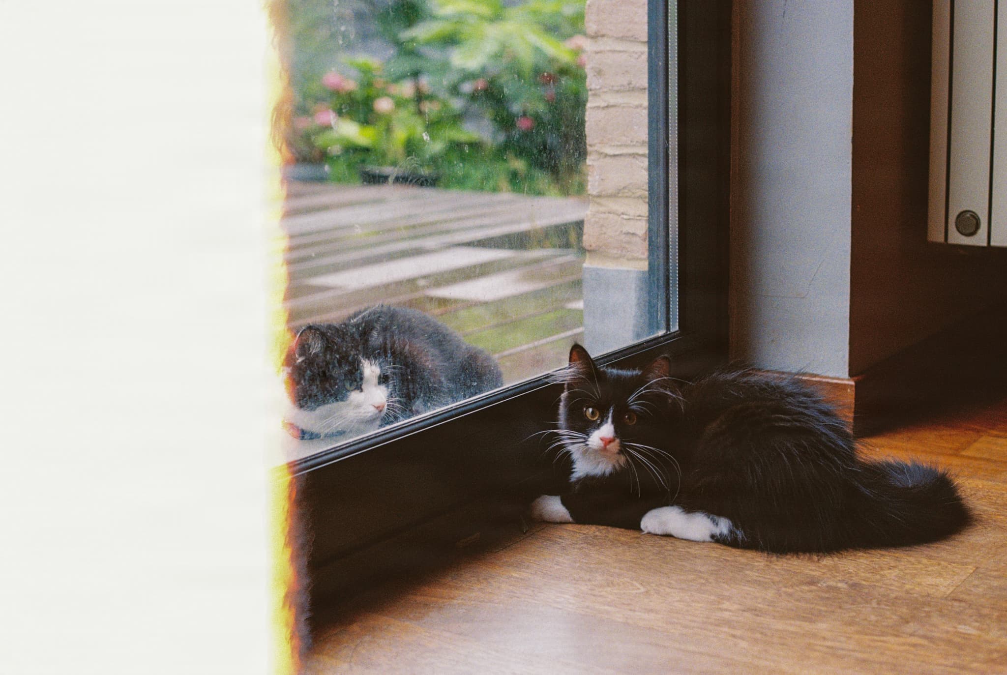 catjes.jpg